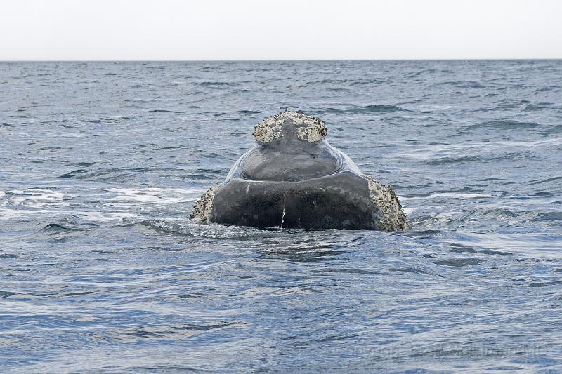 20071209 151929 D200 4200x2800.jpg - Right whale at Puerto Piramides, Argentina